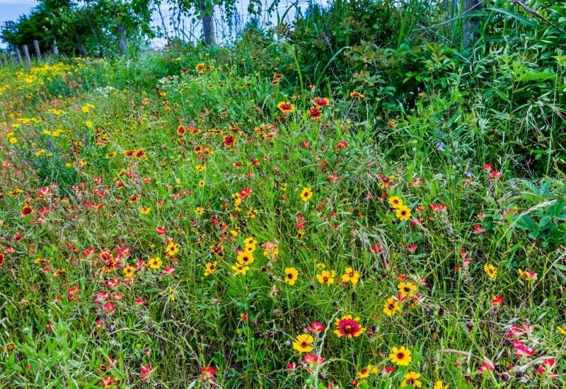 12 Varieties of Coreopsis