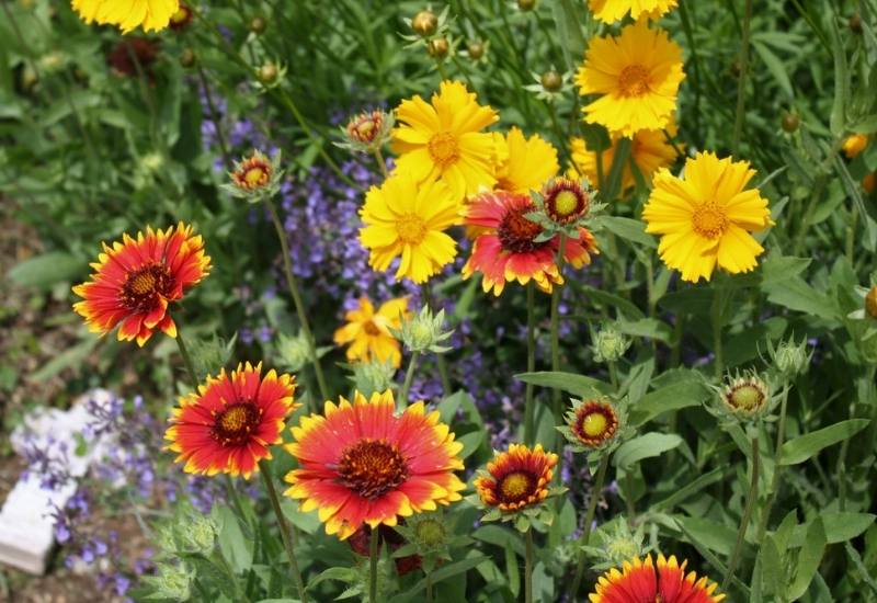 12 Stunning Coreopsis Varieties to Fill Your Garden with Color All Summer 4 How to Grow Coreopsis