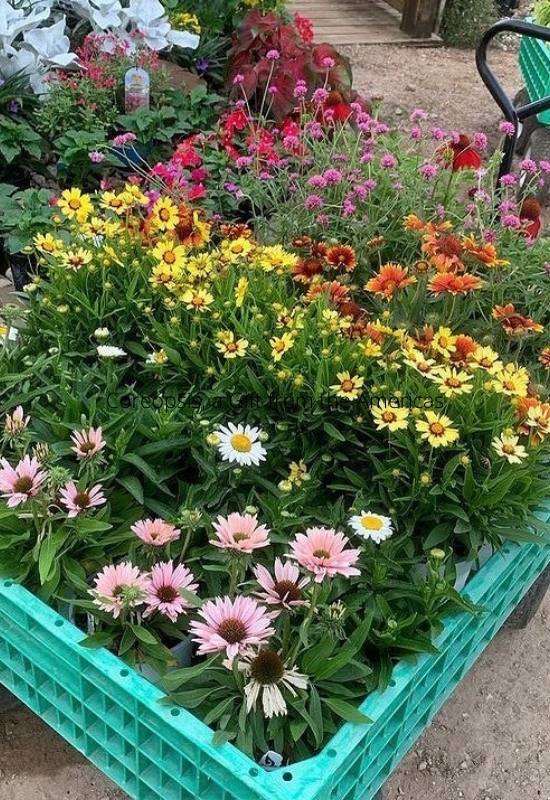 Coreopsis, a Gift from the Americas