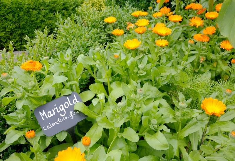 Top 5 Deer Resistant Marigold Varieties