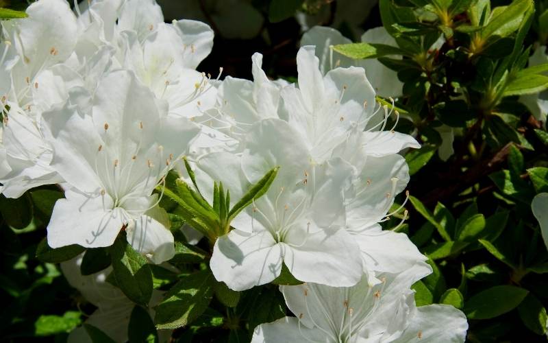 ‘Encore Autumn Ivory’ Reblooming Azalea (Rhododendron ‘Encore Autum Ivory’)