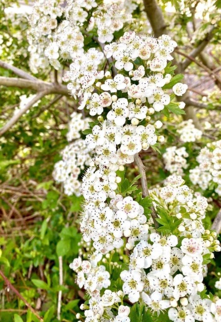 12 Show-Stopping White Flowering Shrubs for Your Garden 10 English Hawthorn (Crataegus laevigata)