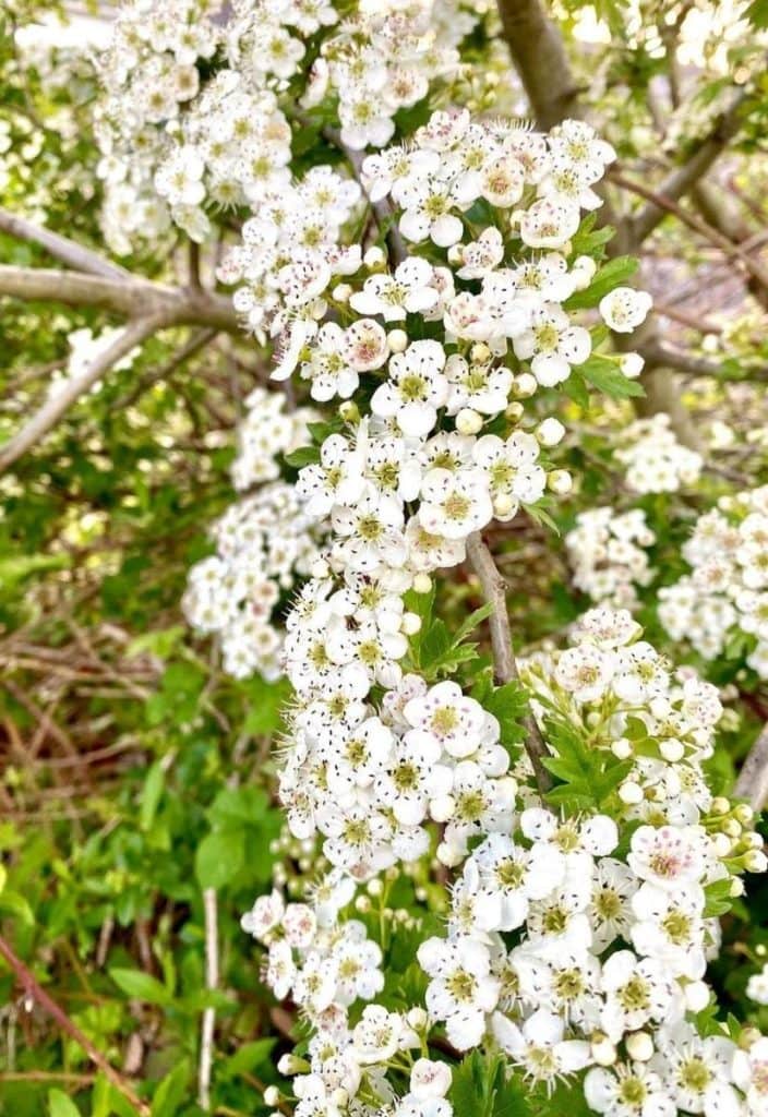 English Hawthorn (Crataegus laevigata)