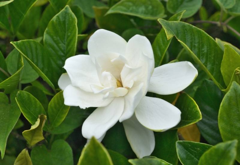 12 Show-Stopping White Flowering Shrubs for Your Garden 17 Gardenia (Gardenia jasminoides)