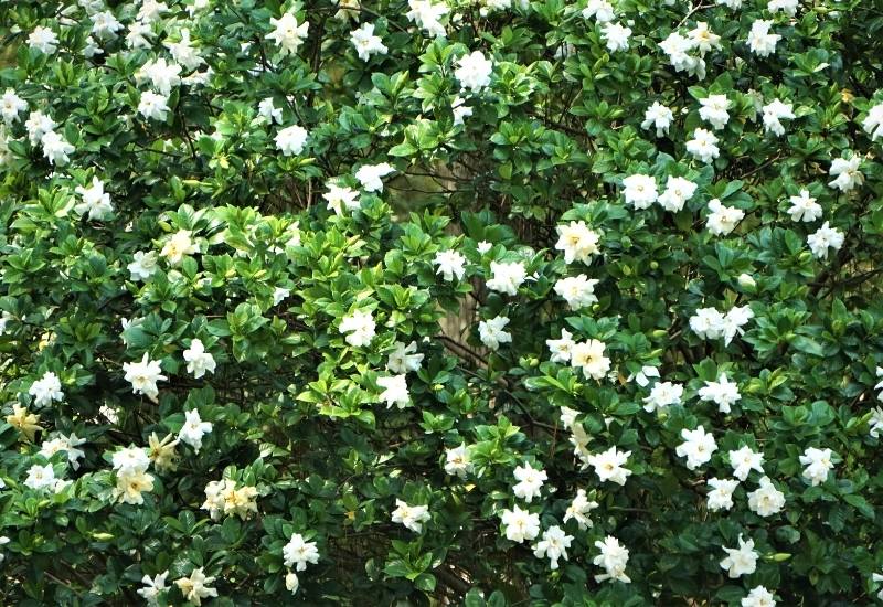 30 Shade Loving Shrubs To Brighten Up Those Dark Corner Of Your Garden 13 Gardenia (Gardenia jasminoides)