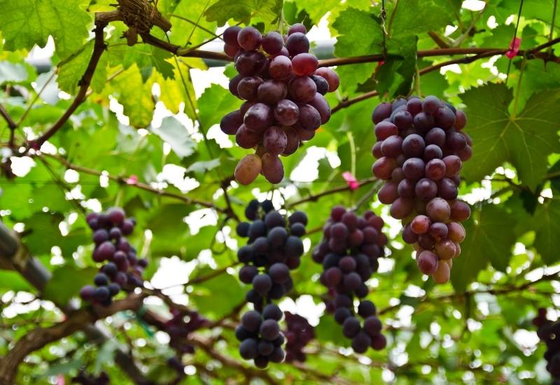 Grape Vine (Vitis spp.)