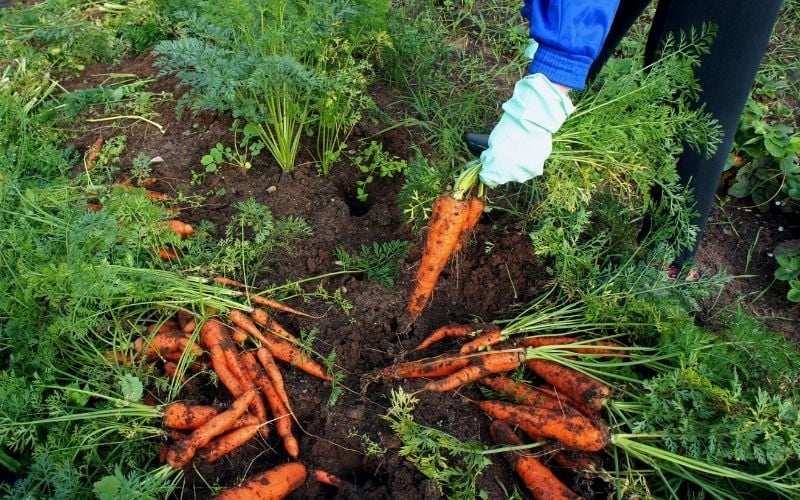Harvesting Carrots And How To Tell When They Are Ready To Be Picked