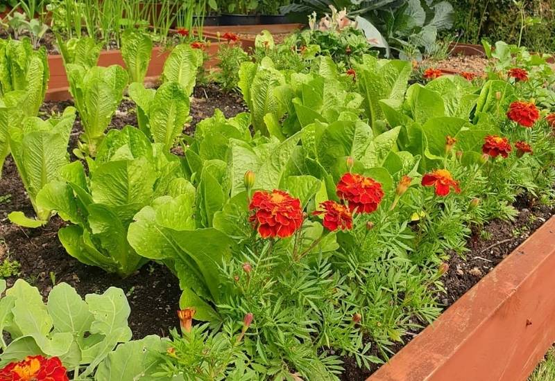 How to Use Marigolds to Keep Deer Off Your Flowers and Vegetables