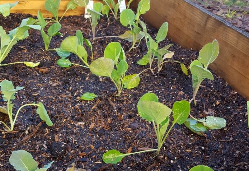 What Should I Put On The Bottom Of My Raised Bed? 1