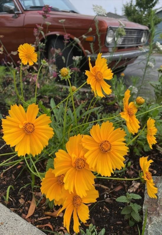 12 Stunning Coreopsis Varieties to Fill Your Garden with Color All Summer 11 Lobed Tickseed (Coreopsis auriculata)