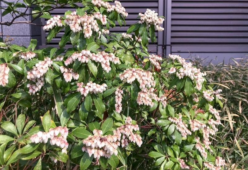 12 Show-Stopping White Flowering Shrubs for Your Garden 14 Mountain Andromeda (Pieris floribunda)