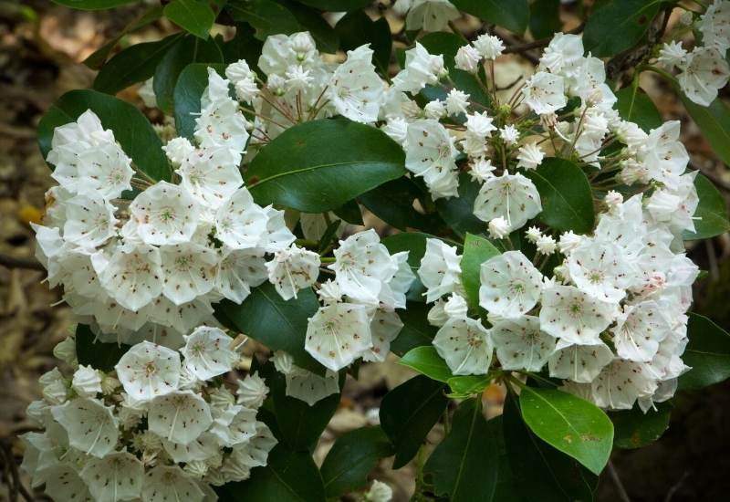 Mountain laurel