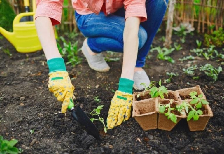 Creating The Perfect Soil pH For Acid Loving Tomatoes