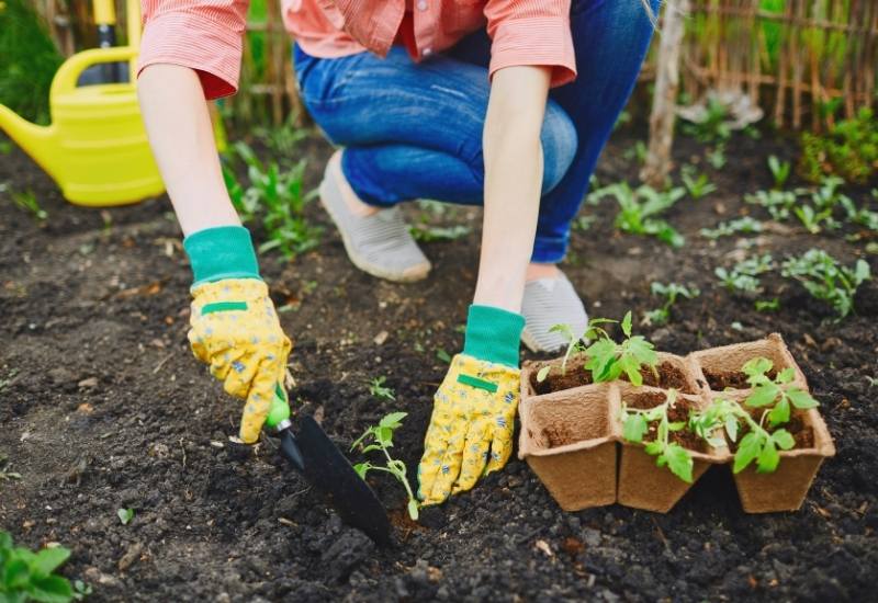 Why Do Tomatoes Need Acidic Soil?