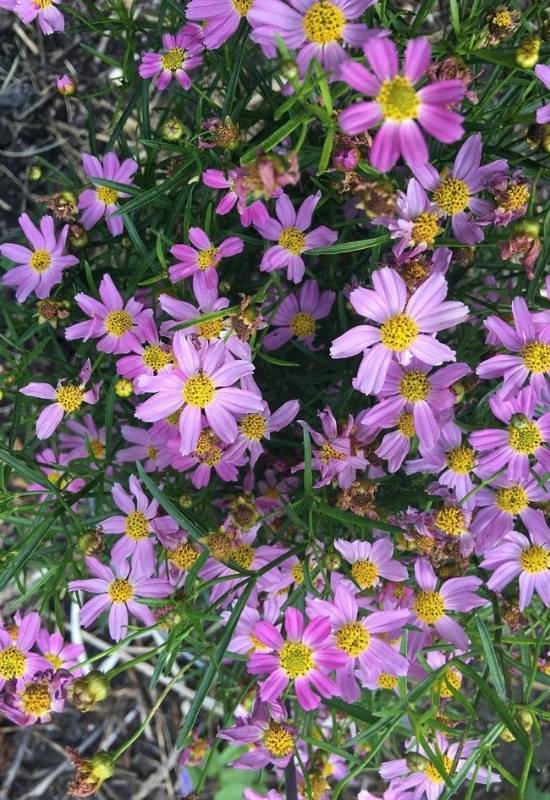 12 Stunning Coreopsis Varieties to Fill Your Garden with Color All Summer 14 Pink Tickseed ‘American Dream’ (Coreopsis rosea ‘American Dream’)