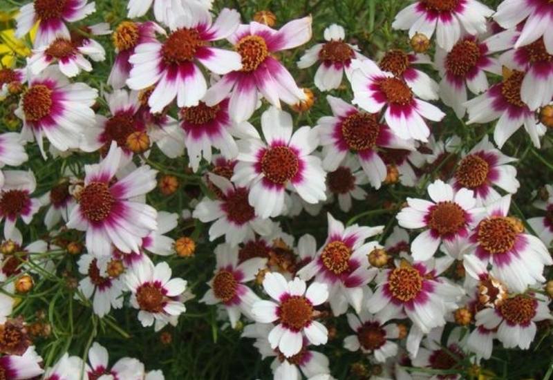12 Stunning Coreopsis Varieties to Fill Your Garden with Color All Summer 7 Pink Tickseed ‘Sweet Dreams’ (Coreopsis rosea ‘Sweet Dreams’)
