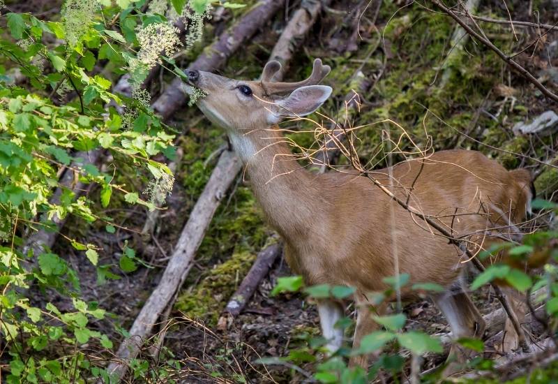 The Characteristics Of Plants That Deer Love To Eat