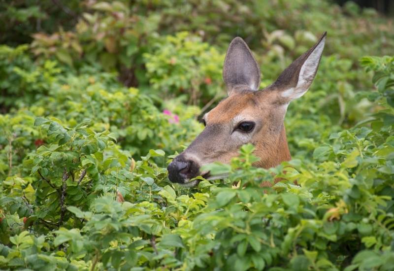 THE CHARACTERISTICS OF PLANTS THAT DEER LOVE TO EAT