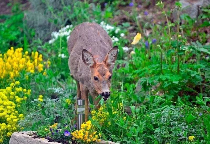 20 PLANTS THAT DEER REALLY LOVE TO EAT