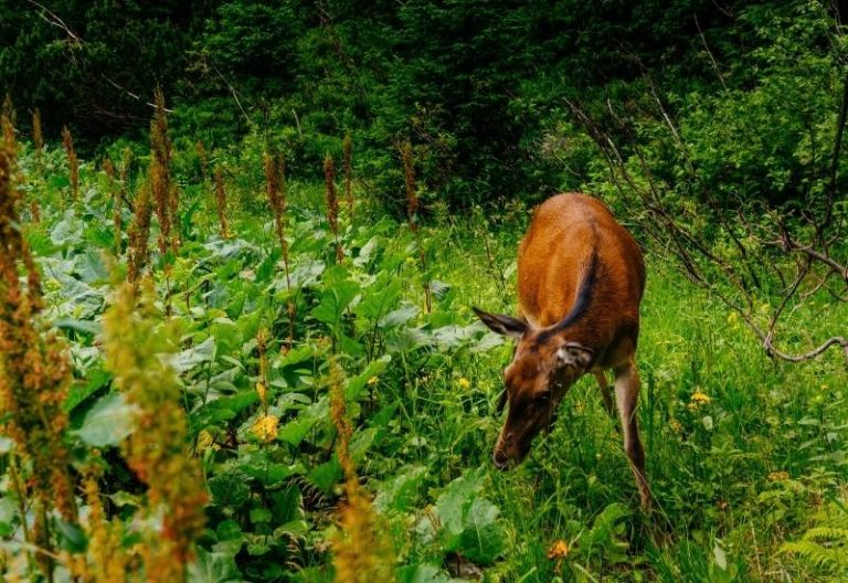 20 Plants (Flowers, Vegetables, and Shrubs) That Deer Love to Eat