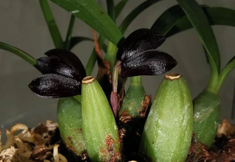 Schunke’s Maxillaria Orchid
