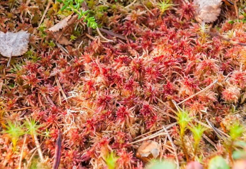 Sphagnum Peat Moss