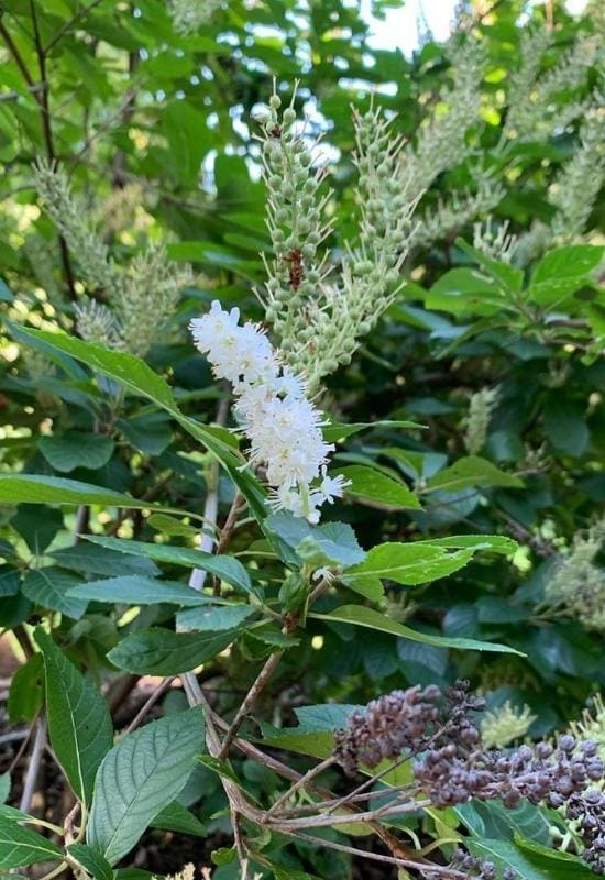 Summersweet (Clethra alnifolia)