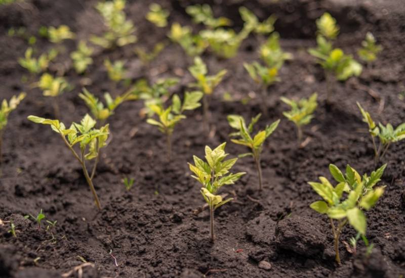 If your soil is too alkaline (with a pH over 7.0), there are many ways to naturally make your soil more acidic so your acid-loving tomatoes will thrive. Here are a few methods to lower your soil&rsquo;s pH: