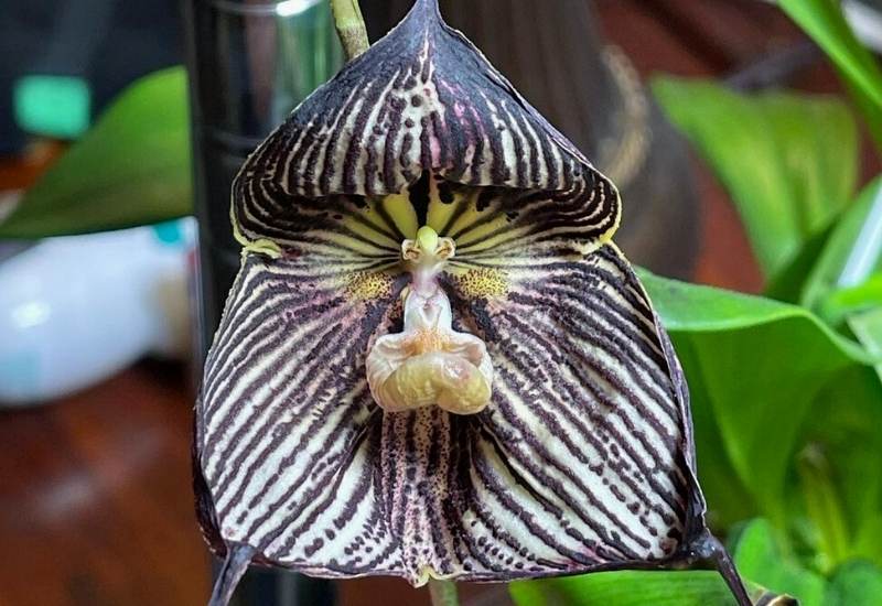 Vampire Orchid (Dracula vampira)