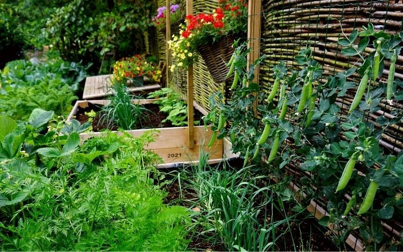 Planting a vegetable garden in july