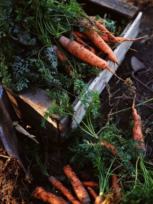 When Is the Right Time to Harvest Carrots Throughout The Year