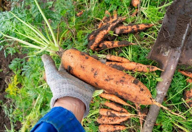 A Step-By-Step Guide To Harvesting Carrots