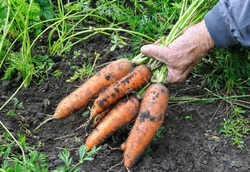 How Long Does It Take To Grow A Carrot?