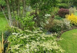 White Flowering Shrubs