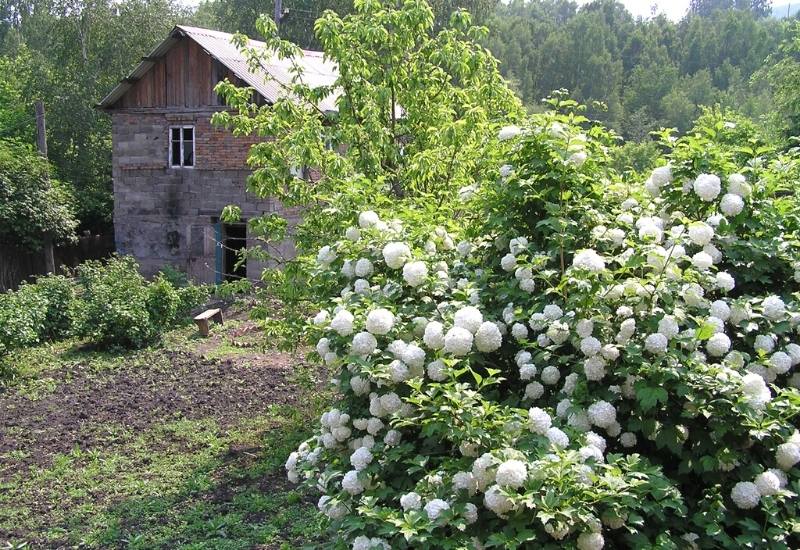 White Flowering Shrubs for Every Garden