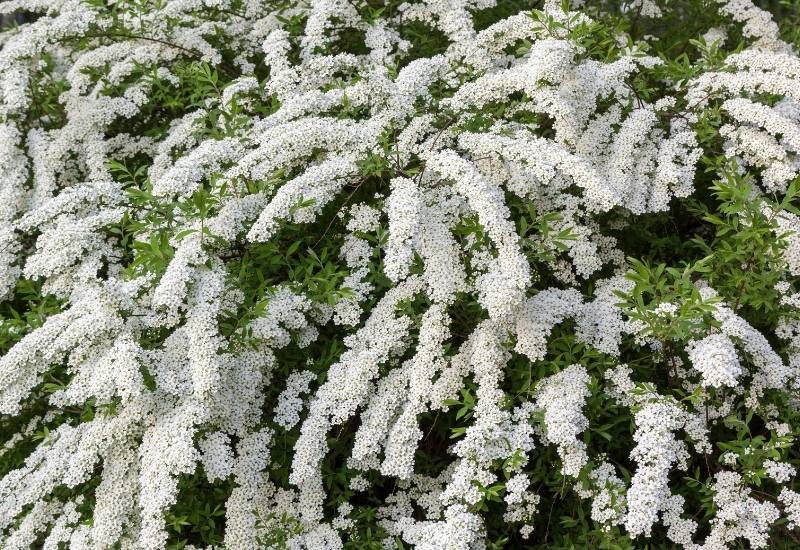 How to Combine the White Blooms of Shrubs with Flowers of Other Colors