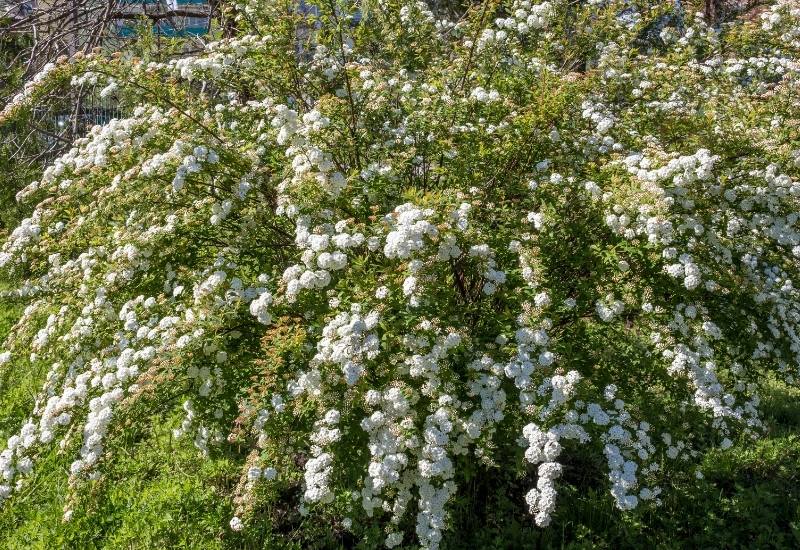 12 Show-Stopping White Flowering Shrubs for Your Garden 5 Flower color is an art, and sometimes it is hard to achieve. Unless you have a cottage garden, where all colors can be mixed randomly, you want to be careful with the flowers that bloom in your green space over the months. Some really don’t match, but white goes well with virtually any color. Gardeners usually keep the bloom color range between to main colors, playing with the shades in between. But white can be an exception; you can easily add white as the third color in your range. In this respect, it counts a bit like the green of leaves… If you want white as one of the two main colors, you can play it in tow ways: for harmony or for contrast. How to Use White Flowering Shrubs for Color Harmony If you want a harmonic effect with your white blooming shrubs and other flowers, mix it with light colors, like pink, yellow, light blue and green. You can play with subtle differences between all the shades, going through the cream range etc. But any two of these colors used together, even three with white, give a sense of balance and harmony, as well as brightness. Just picture them in your mind before you choose them. But how about if you don’t want a delicate effect, and you want drama instead?