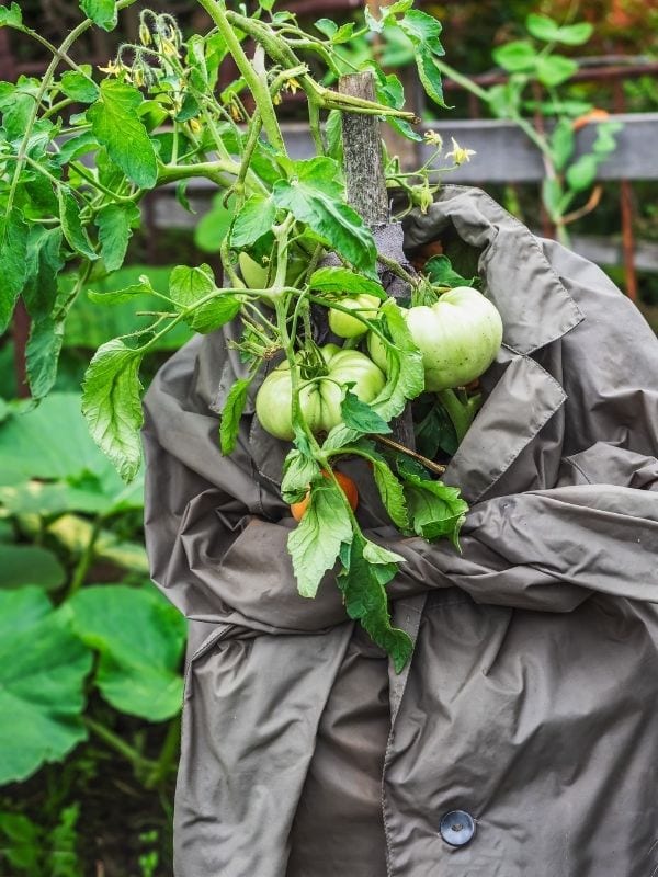 giving your tomatoes a nice warm blanket at night