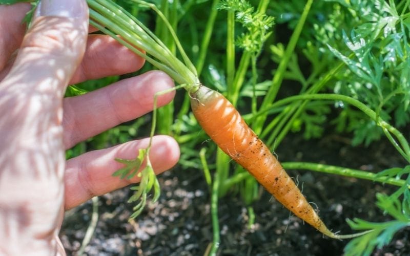 good indicator of carrot maturity is the size of the root