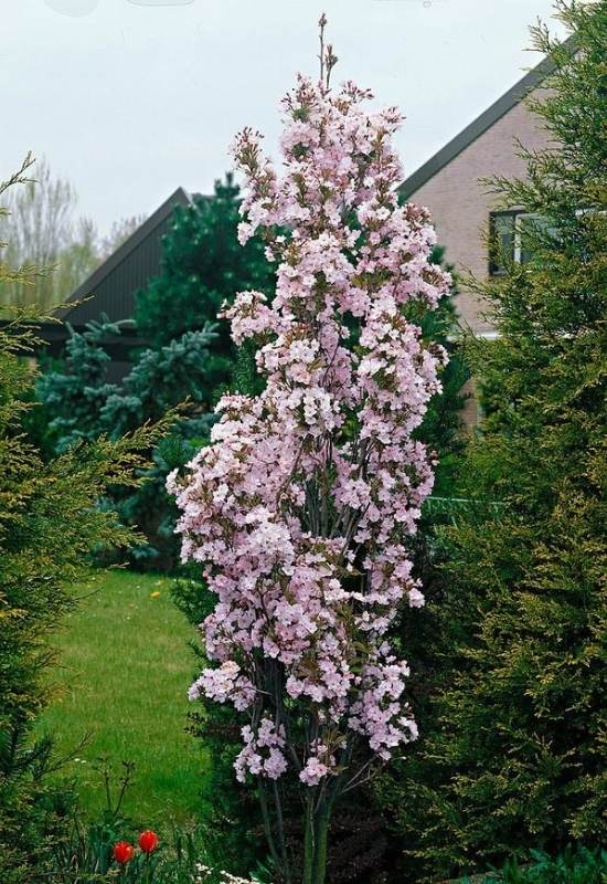 ‘Amanogawa’ Japanese Flowering Cherry (Prunus ‘Amanogawa’)