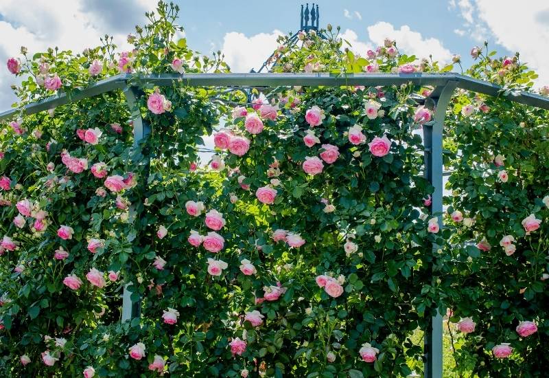30 Shade Loving Shrubs To Brighten Up Those Dark Corner Of Your Garden 20 ‘Eden’ Climbing Rose (Rosa ‘Eden’)