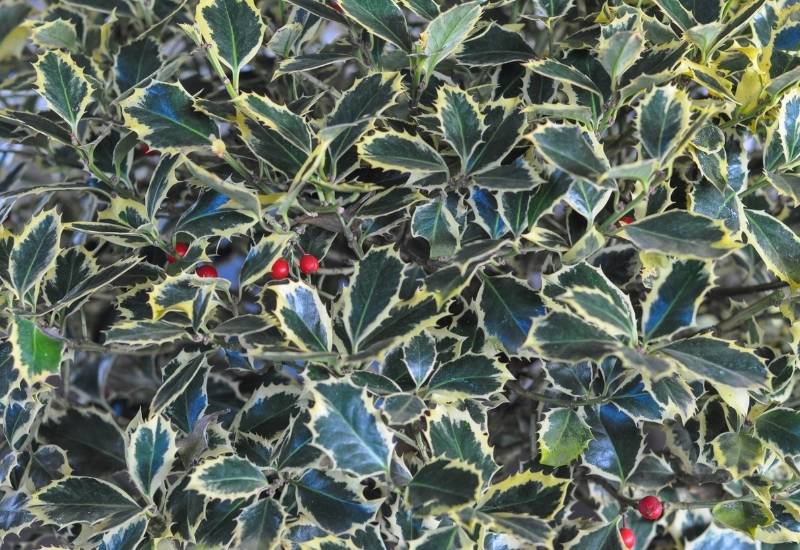 30 Shade Loving Shrubs To Brighten Up Those Dark Corner Of Your Garden 31 ‘Ferox Argentea’ English Holly (Ilex aquifolium ‘Ferox Argentea’)