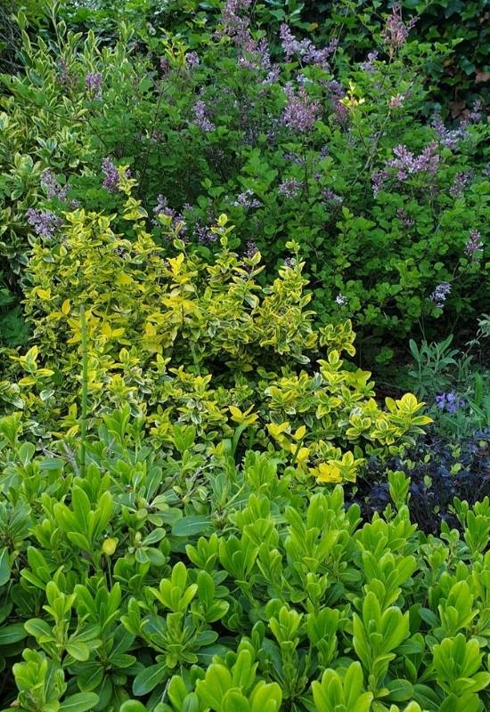 30 Shade Loving Shrubs To Brighten Up Those Dark Corner Of Your Garden 25 ‘Goldy’ Wintercreeper (Euonymus fortunei ‘Goldy’)