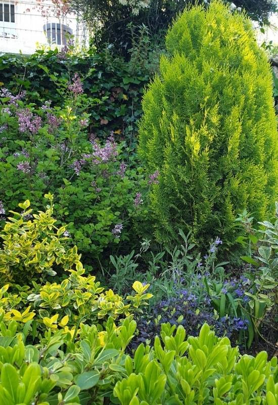 30 Shade Loving Shrubs To Brighten Up Those Dark Corner Of Your Garden 38 ‘Goldy’ Wintercreeper (Euonymus fortunei ‘Goldy’) (3)