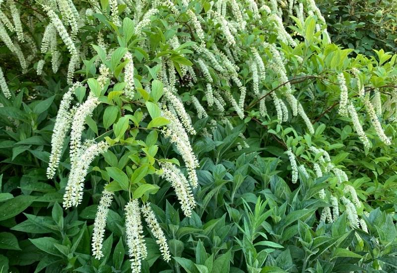 30 Shade Loving Shrubs To Brighten Up Those Dark Corner Of Your Garden 34 ‘Henry’s Garnet’ Virginia Sweetspire (Itea virginica ‘Henry’s Garnet’)