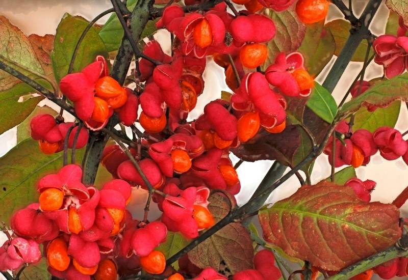 30 Shade Loving Shrubs To Brighten Up Those Dark Corner Of Your Garden 37 ‘Red Cascade’ Spindle (Euonymus eauropeaus ‘Red Cascade’)
