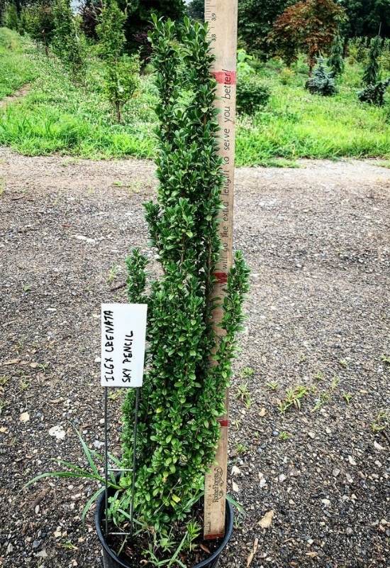 ‘Sky Pencil’ Japanese Holly (Ilex crenata ‘Sky Pencil’)