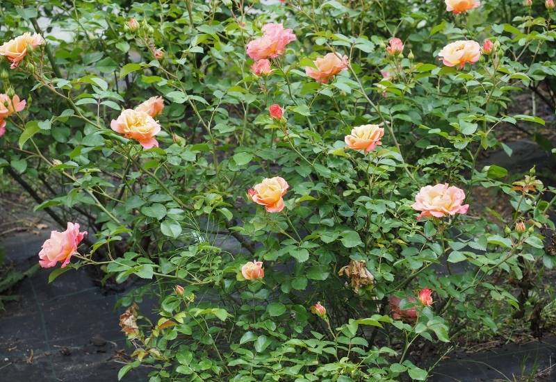 30 Shade Loving Shrubs To Brighten Up Those Dark Corner Of Your Garden 14 ‘The Lark Ascending’ English Shrub Rose (Rosa ‘The Lark Ascending’)
