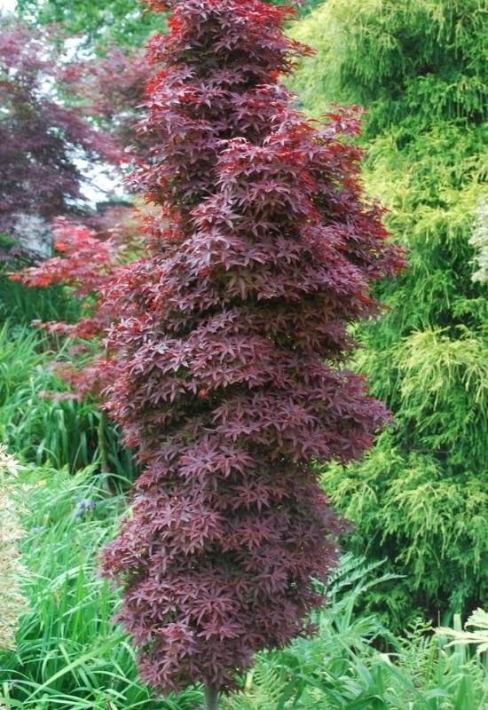 ‘Twombly’s Red Sentinel’ Japanese Maple (Acer palmatum ‘Twombly’s Red Sentinel’)