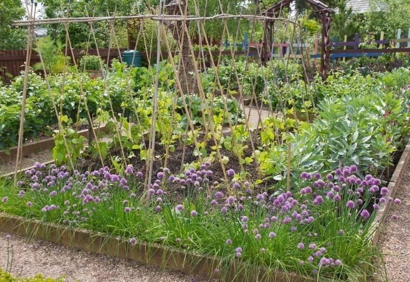 What to Plant in August 16 Vegetables & Flowers to Sow or Grow in August